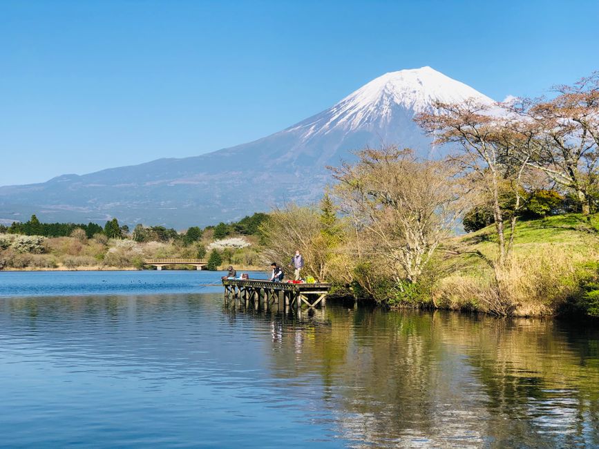 Onuma Quasi-National Park Cherry Blossoms (大沼国定公園の桜)