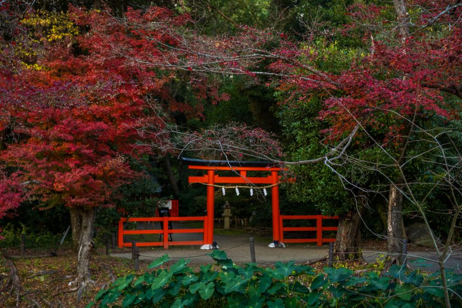 Mount Oyama Autumn Foliage Pilgrimage (Oyama-san Koyo)