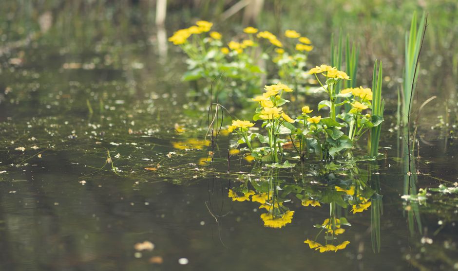 Oze National Park Mizubasho Wetland Walk