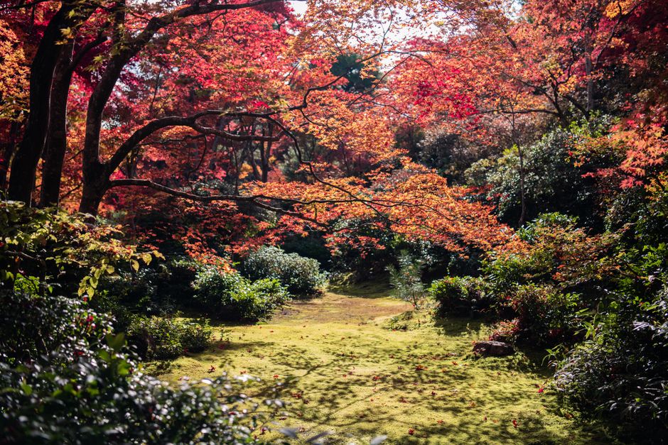 Ritsurin Kōen Autumn Koyo Viewing
