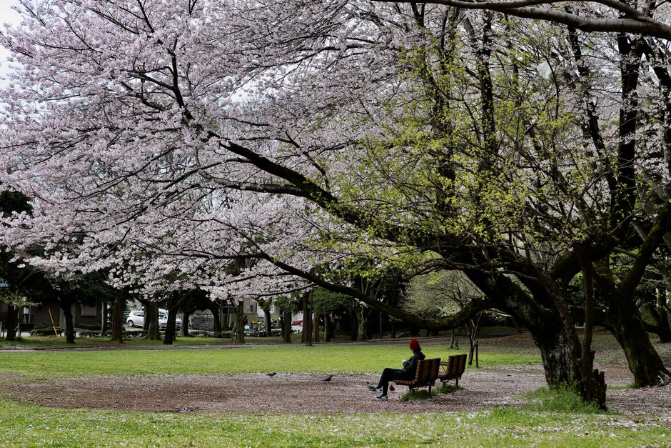 Obihiro Sakuragaoka Park Hanami (帯広桜ヶ丘公園花見)