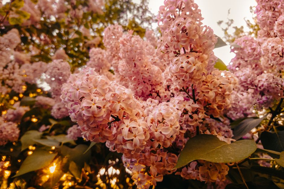 Sapporo Lilac Festival (Sapporo Rairakku Matsuri)