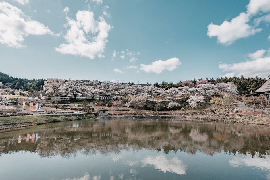 Lake Shikotsu Cherry Blossom Hanami (支笏湖の桜)