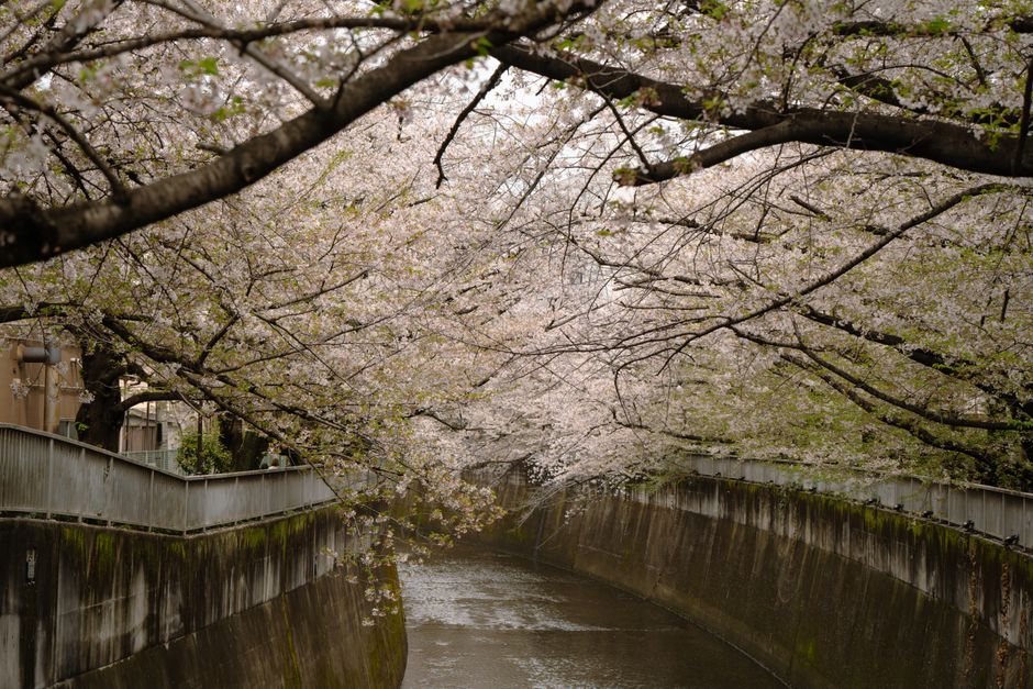 Shimanto River Cherry Blossom Sightseeing Cruise