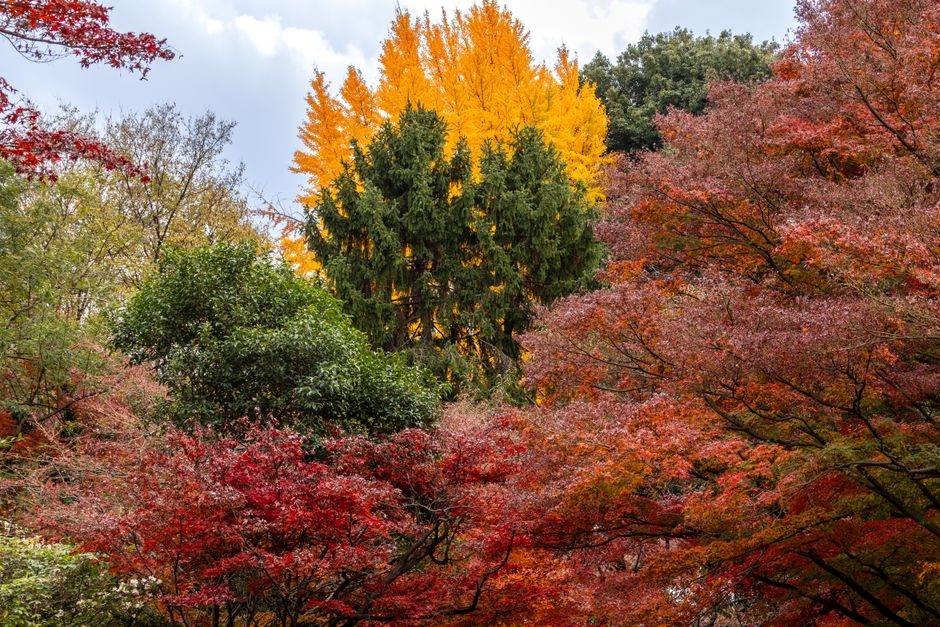 Shinjuku Gyoen Autumn Foliage Season