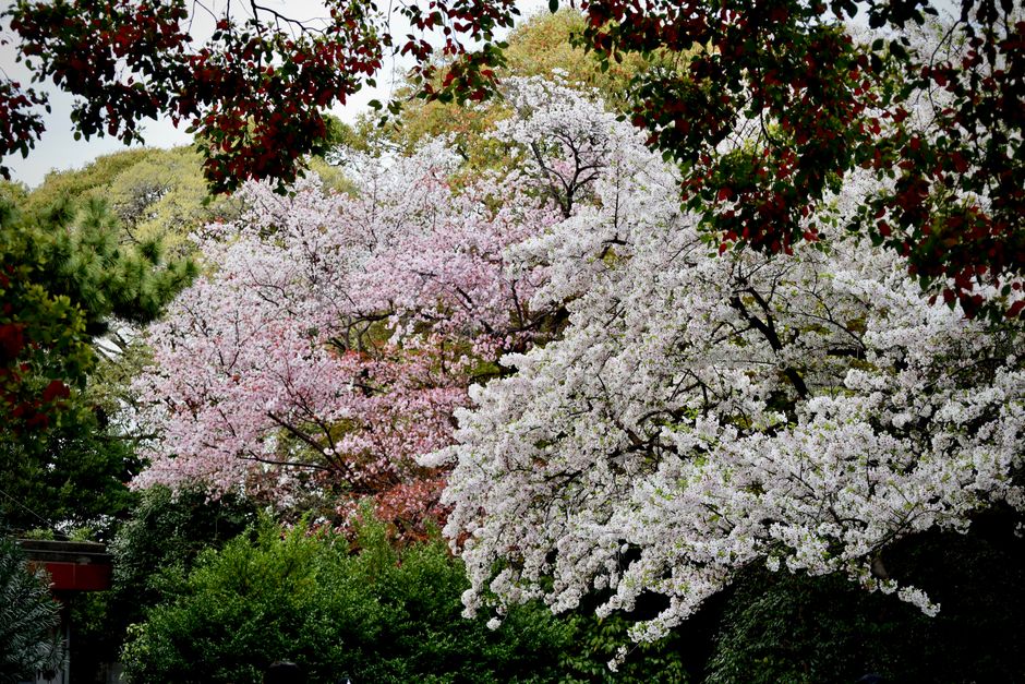 Shinjuku Gyoen National Garden Cherry Blossom Season