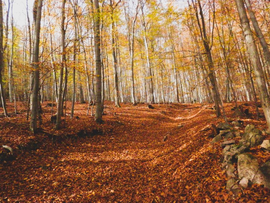 Shirakami Sanchi Beech Forest Trekking