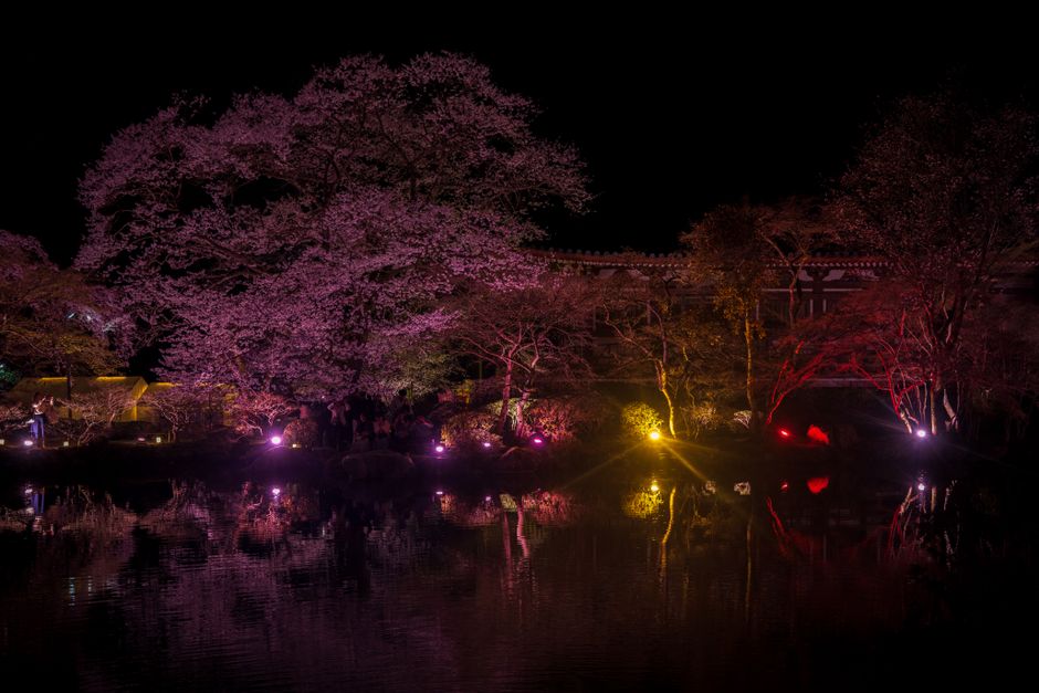 Kakuzan Park (Shiroyama) Cherry Blossom Night Illumination, Tsuyama