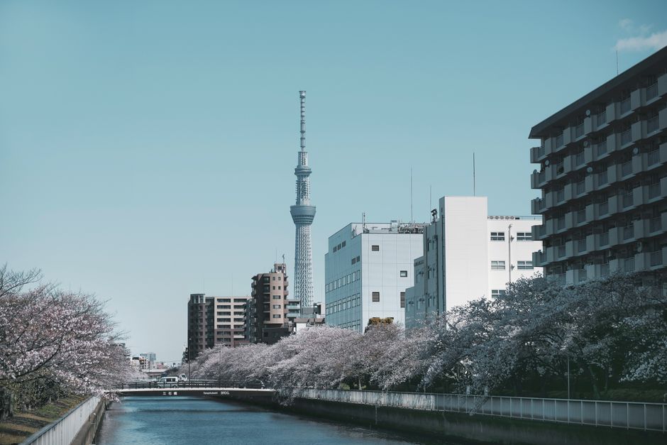 Sumida Park Sakura Festival (Sumida Koen Hanami)