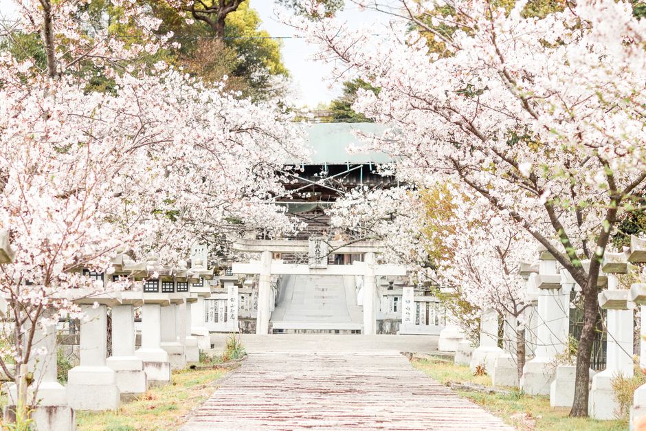 Takamatsu Chuo Park Cherry Blossom Festival