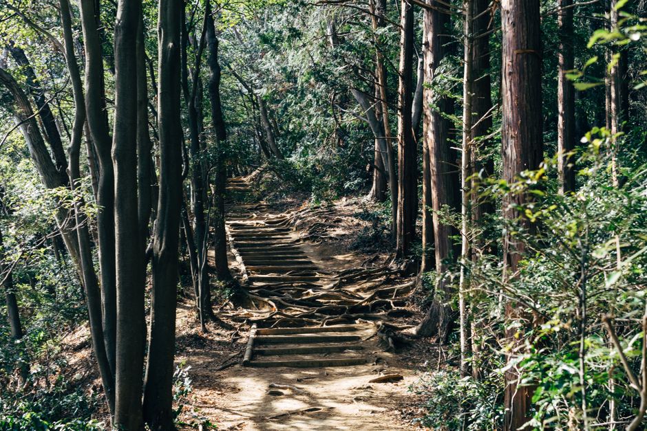 Mount Takao Autumn Foliage Festival (Takaosan Momiji Matsuri)