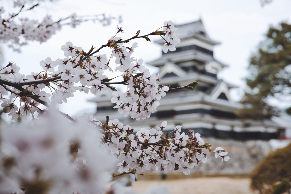 Takato Castle Ruins Park Cherry Blossoms (Takato Jōshi Kōen)