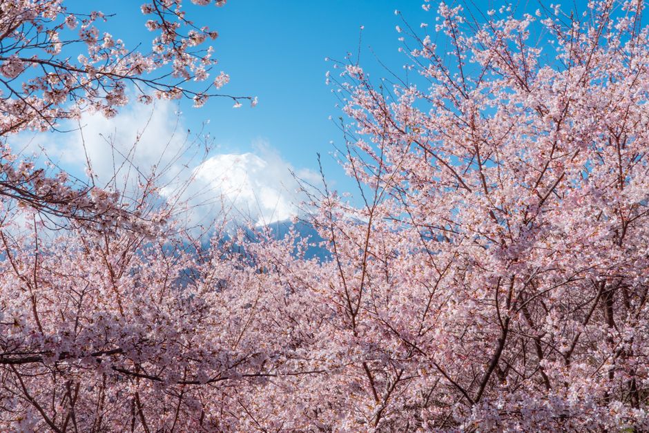 Mount Tsurugi Alpine Cherry Blossom Trekking