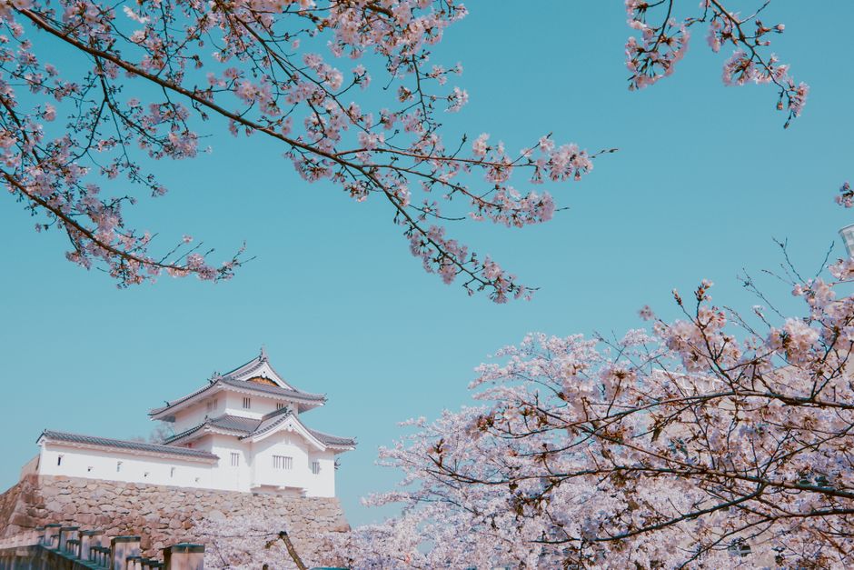 Tsuyama Kakuzan Park Cherry Blossom Festival