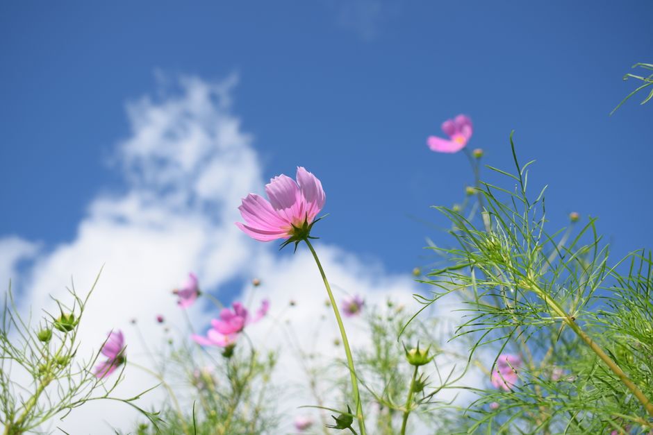 Uminonakamichi Seaside Park Flower Festival