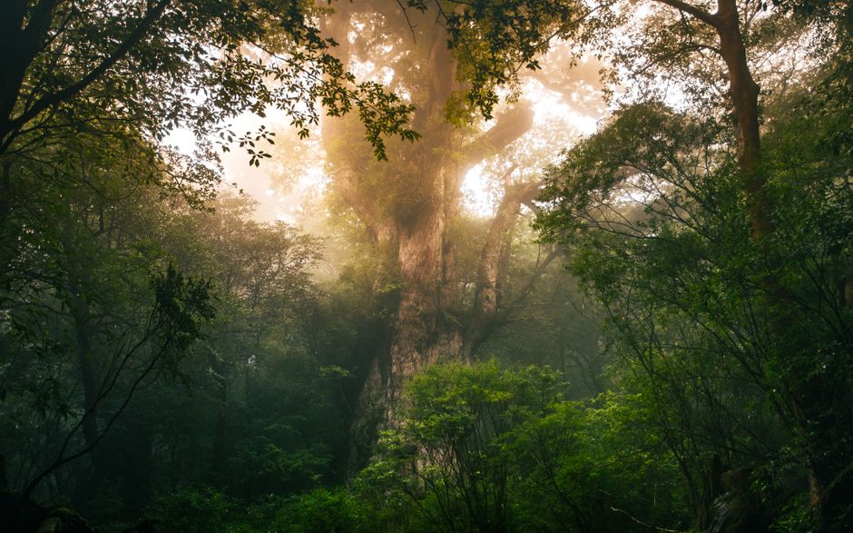 Yakushima Ancient Cedar Forest (Yakusugi Land & Jomonsugi Trek)