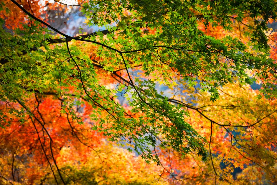 Tendo Autumn Foliage & Human Shogi Festival