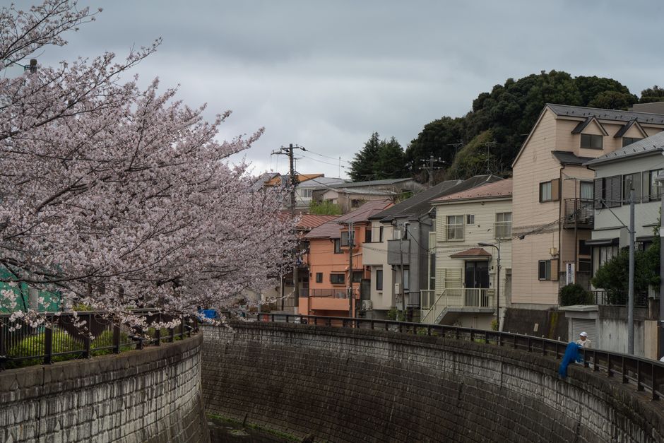 Yanaka Cemetery Cherry Blossom Walk