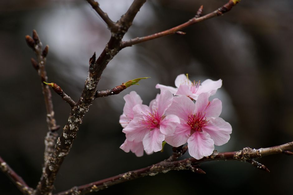 Yomitan Village Kanhizakura Hanami