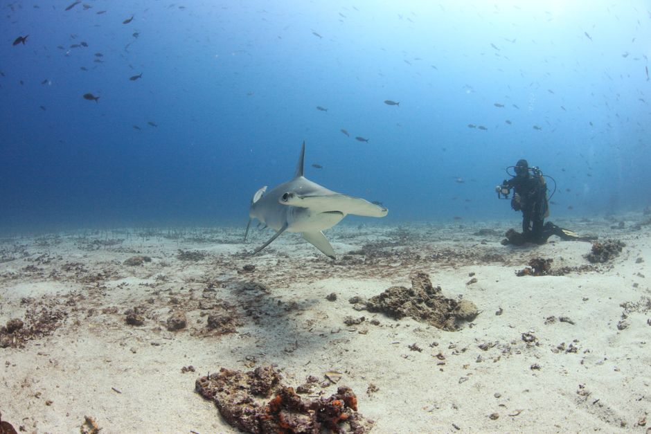 Yonaguni Island Hammerhead Shark Diving