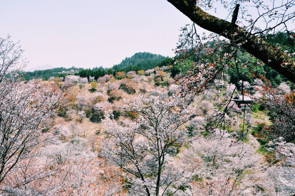 Yoshino Mountain Cherry Blossoms (Yoshinoyama)
